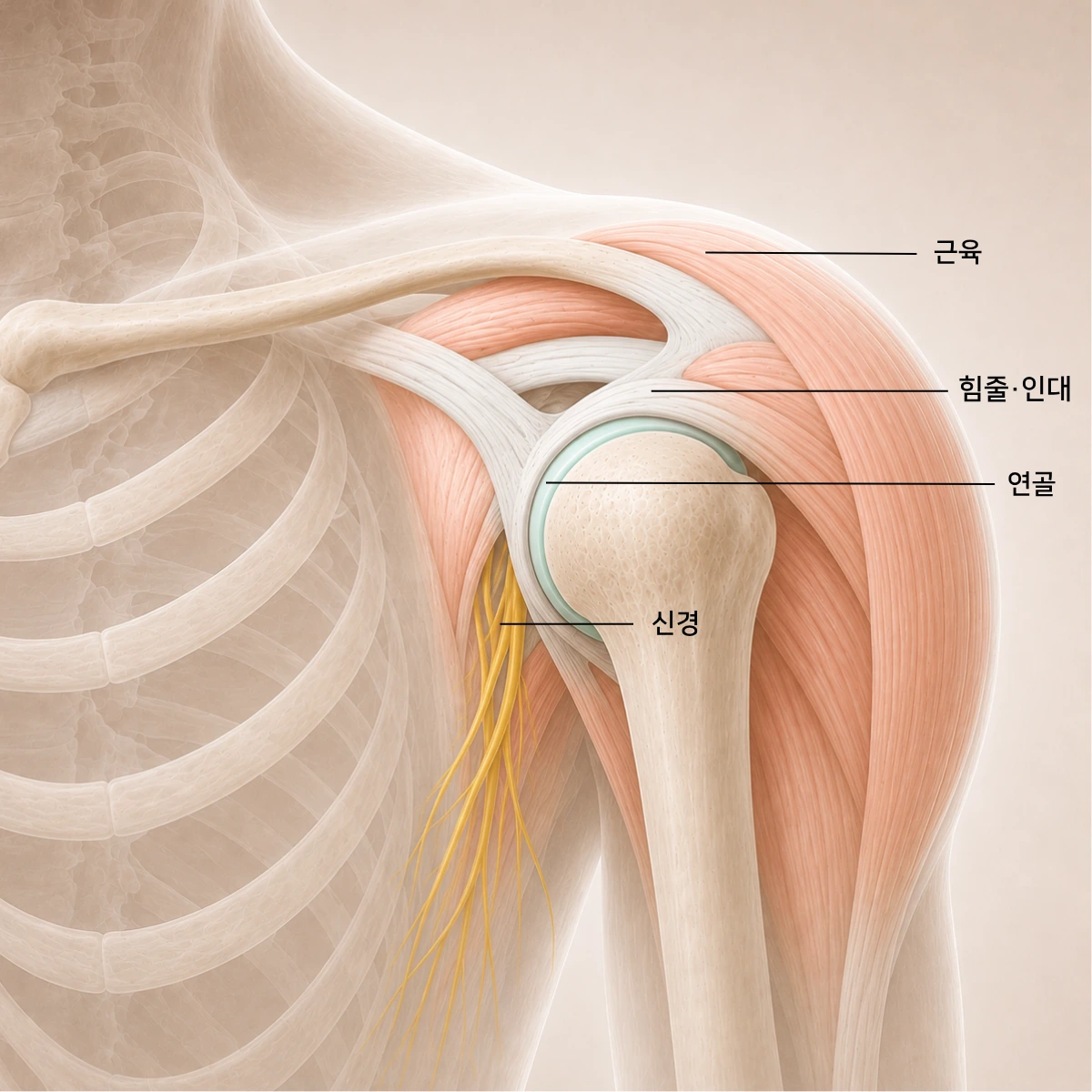 어깨 관절 해부 도해. 근육, 신경, 힘줄·인대, 연골을 서로 다른 색으로 구분해 표시했다. 같은 어깨 통증이라도 어느 조직이 상했는지에 따라 치료가 달라진다