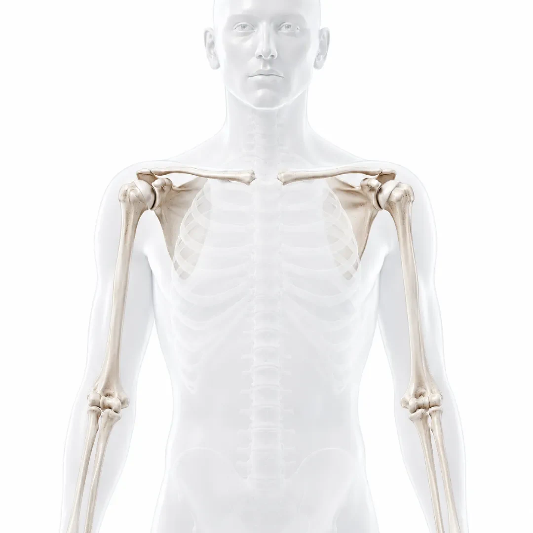 어깨 주요 질환 부위를 표시한 3D 일러스트