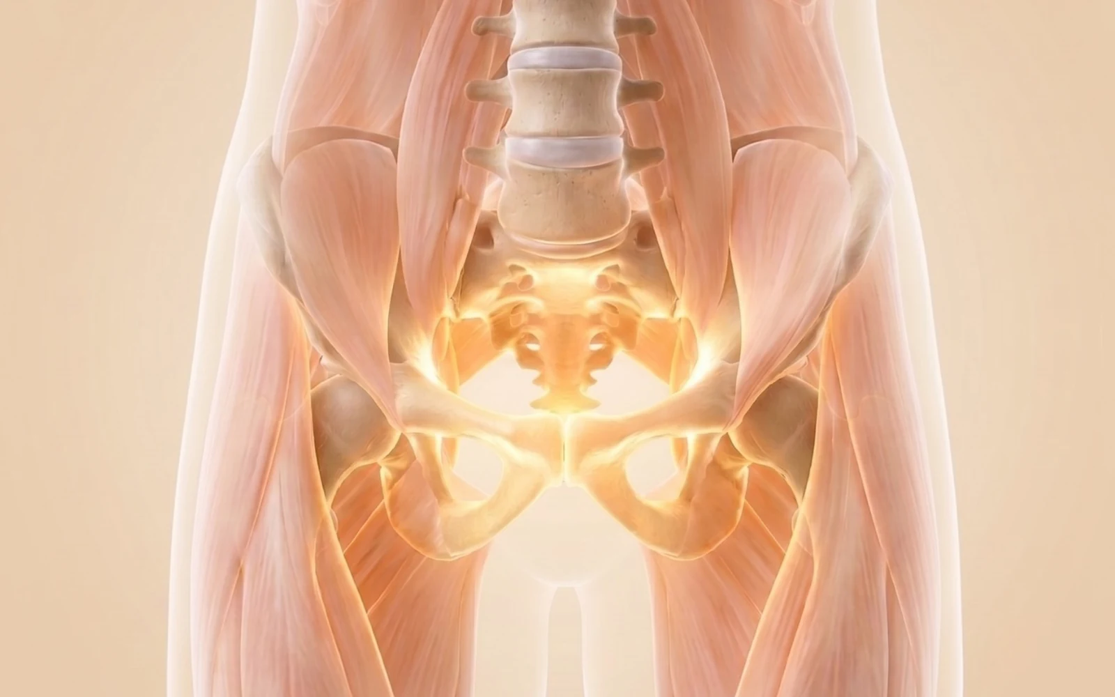 골반과 고관절 구조를 보여주는 3D 일러스트